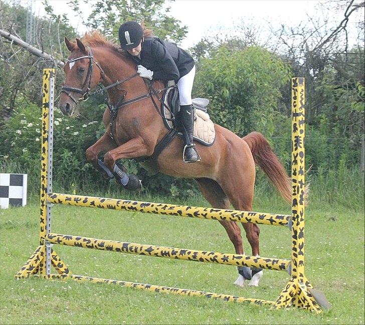 Hollandsk Sportspony Xana Maxima  - Stævne på AARK. :)
Fotograf: Mia Vingtoft. - Tak! billede 10