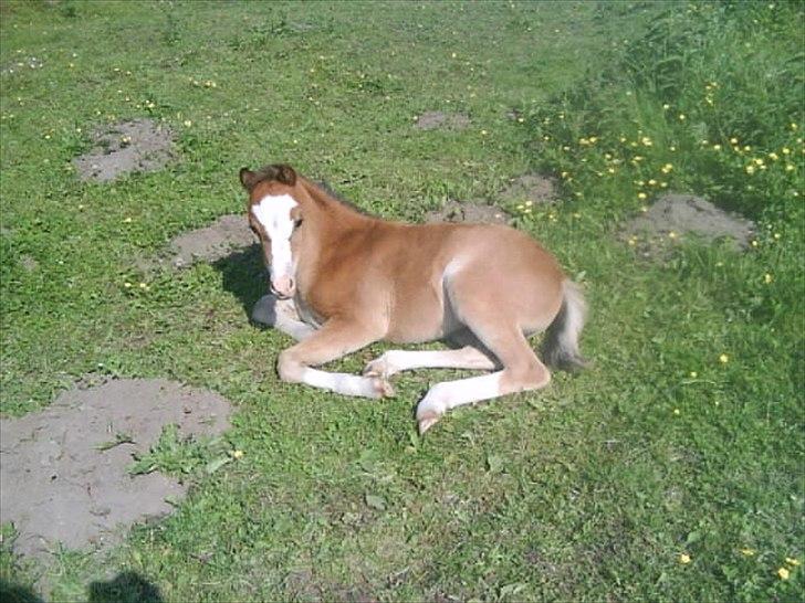 Welsh Pony (sec B) Sweet Surprise - 5 uger billede 14