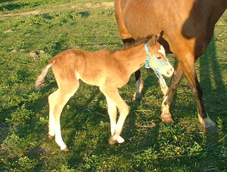 Welsh Pony (sec B) Sweet Surprise - 1 dag billede 2