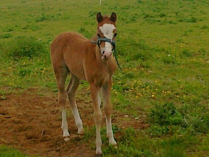 Welsh Pony (sec B) Sweet Surprise billede 15