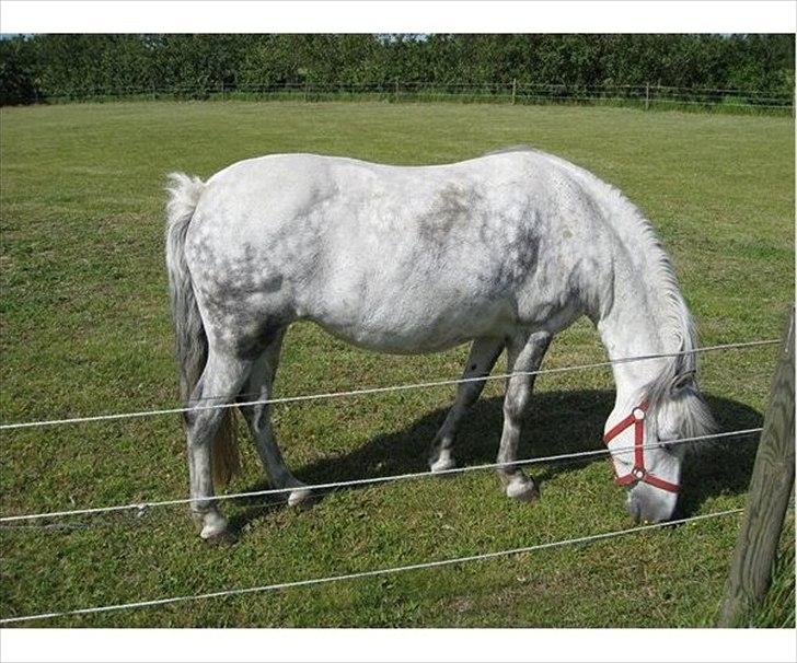 New Forest sunshine billede 2