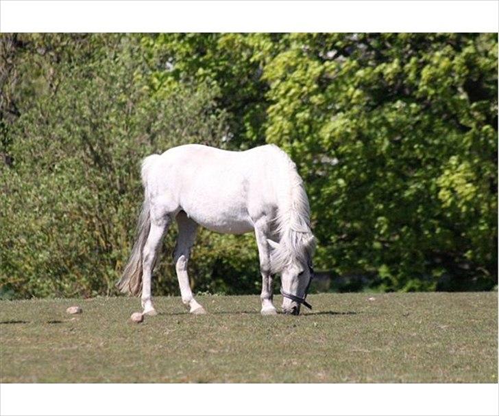 New Forest sunshine billede 3