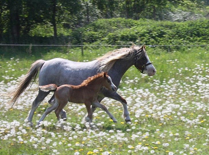 Welsh Mountain (sec A) Rosenløvs Shiny Spirit billede 5