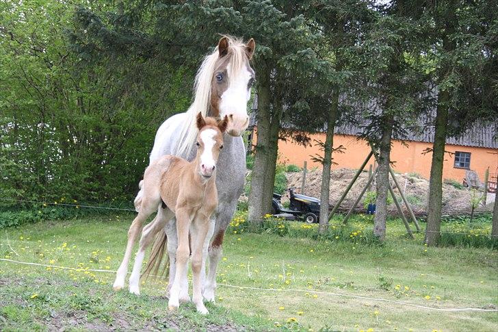 Welsh Mountain (sec A) Rosenløvs Shiny Spirit billede 8