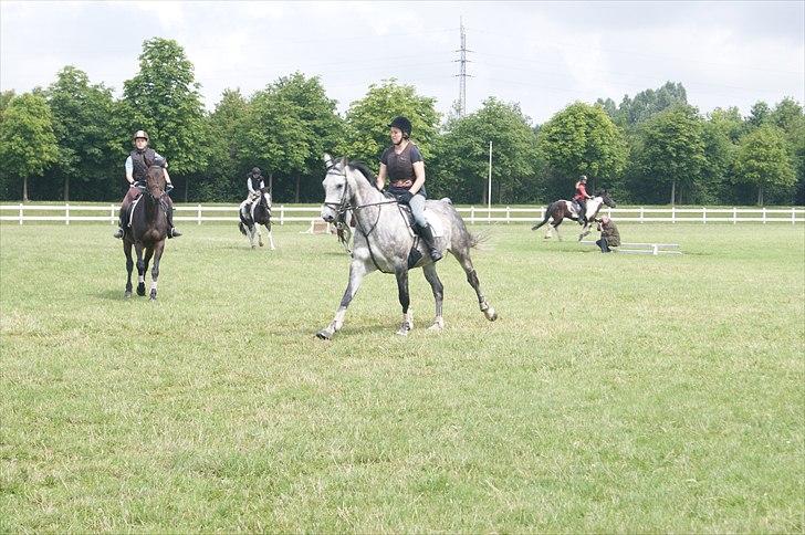 Dansk Varmblod Le Noir billede 14