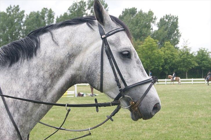 Dansk Varmblod Le Noir billede 15