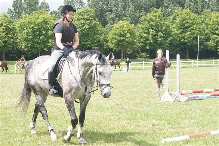 Dansk Varmblod Le Noir billede 16