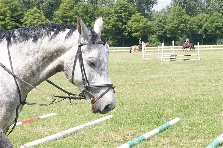 Dansk Varmblod Le Noir billede 17