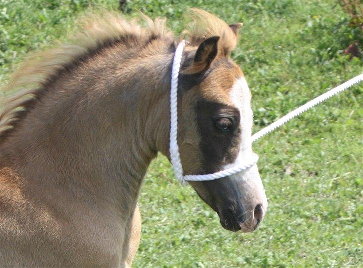 Welsh Mountain (sec A) Rosenløvs Shiny Spirit billede 2