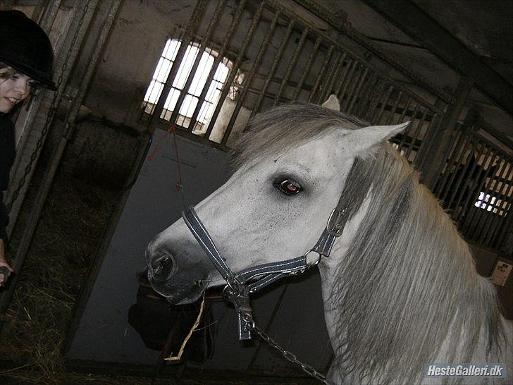 New Forest sunshine billede 4