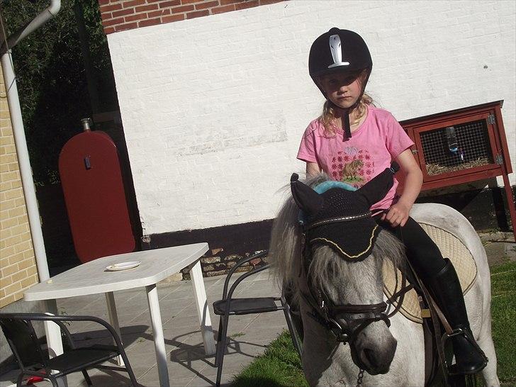 Knabstrupper Vores Tempo *Stjerne-pony* - Skønne dyr !! billede 3