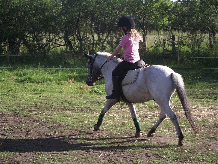 Knabstrupper Vores Tempo *Stjerne-pony* - Aldrig færdig, men altid på Vej! 
 billede 6