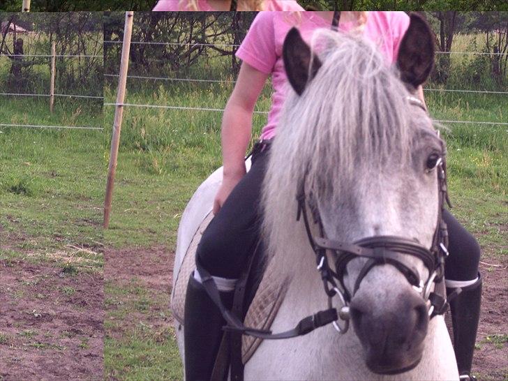 Knabstrupper Vores Tempo *Stjerne-pony* - Jeg mødte dig som en fremmed 
men fandt ud af at du kendte mig 
bedre end jeg selv... 
 billede 12