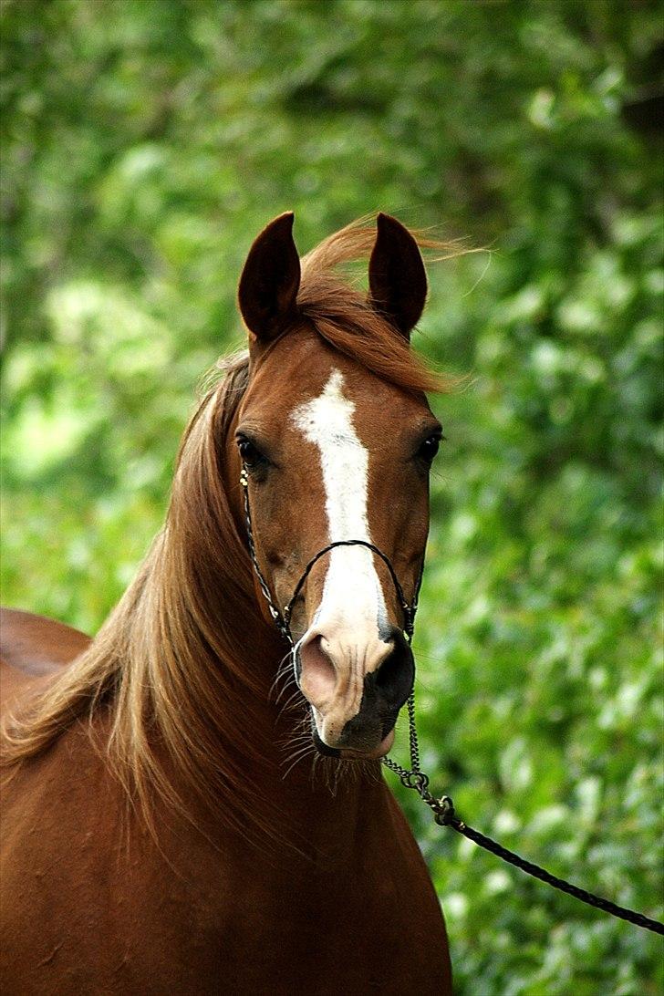 Arabisk fuldblod (OX) Fadligt - RIP 7/2-2011 billede 6