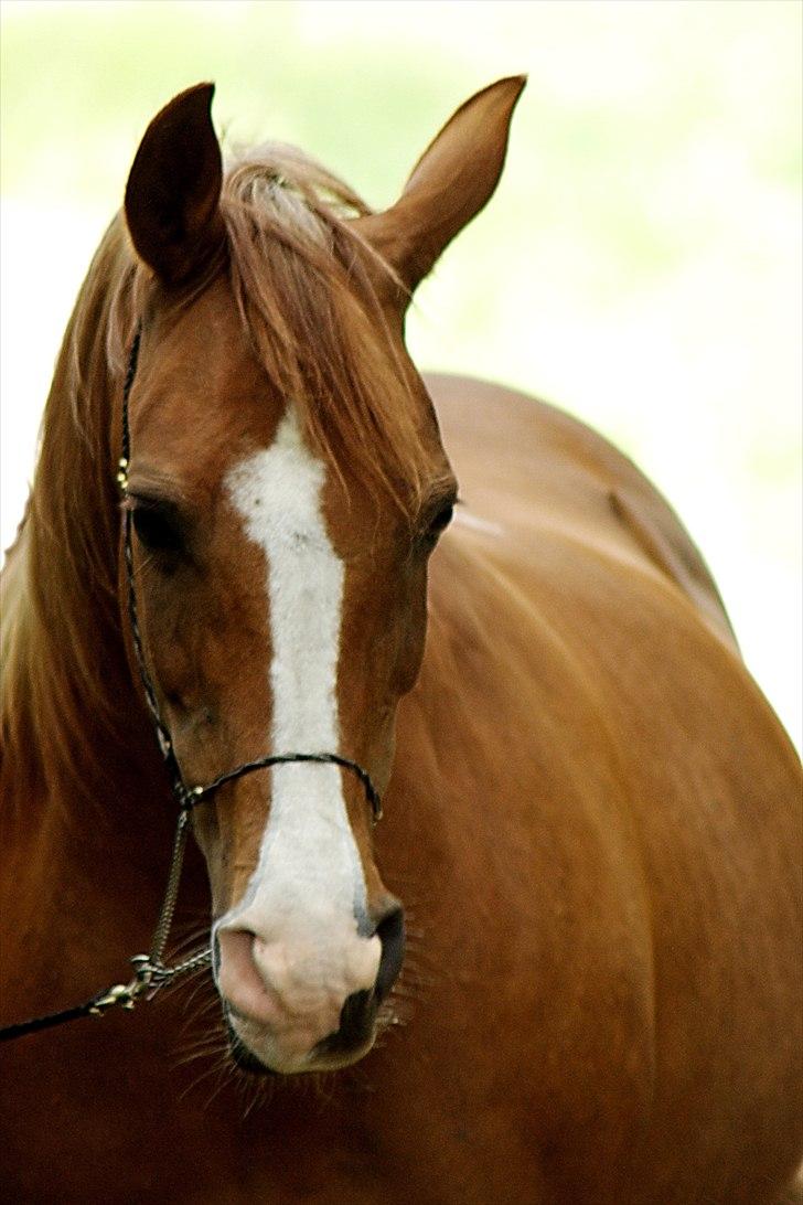 Arabisk fuldblod (OX) Fadligt - RIP 7/2-2011 billede 7