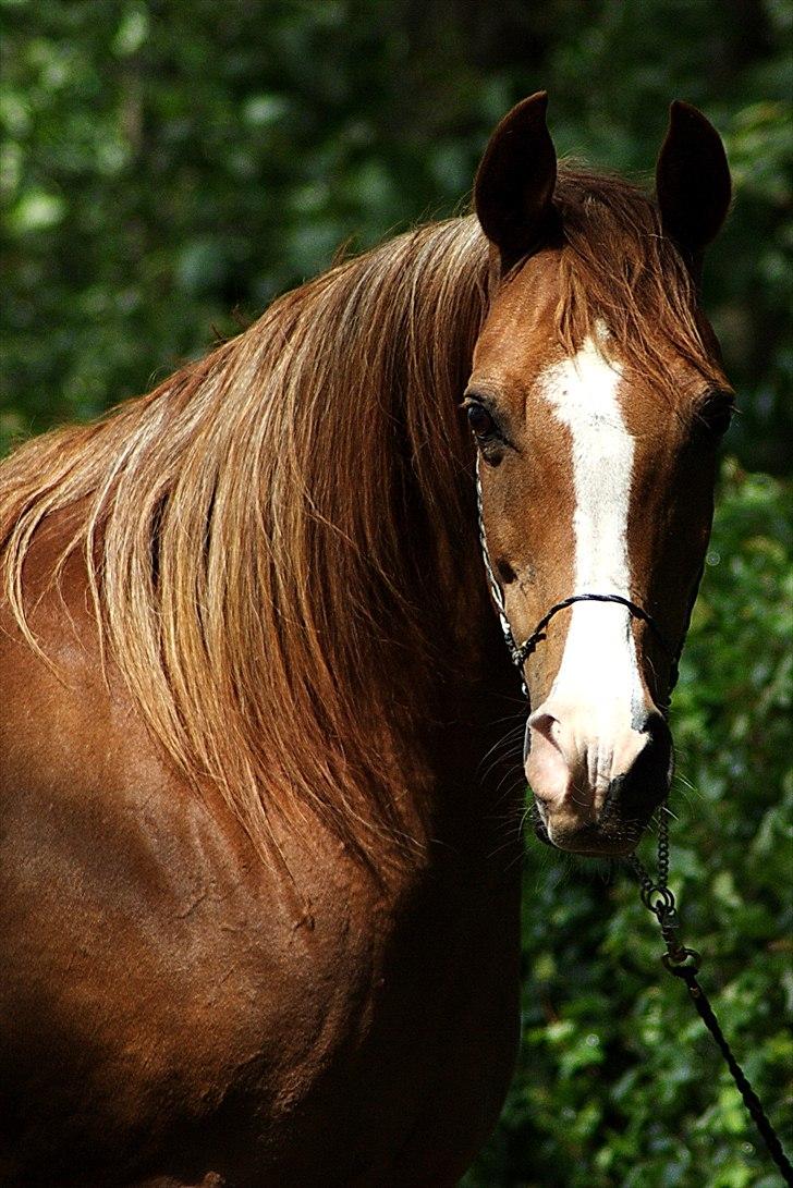 Arabisk fuldblod (OX) Fadligt - RIP 7/2-2011 billede 8