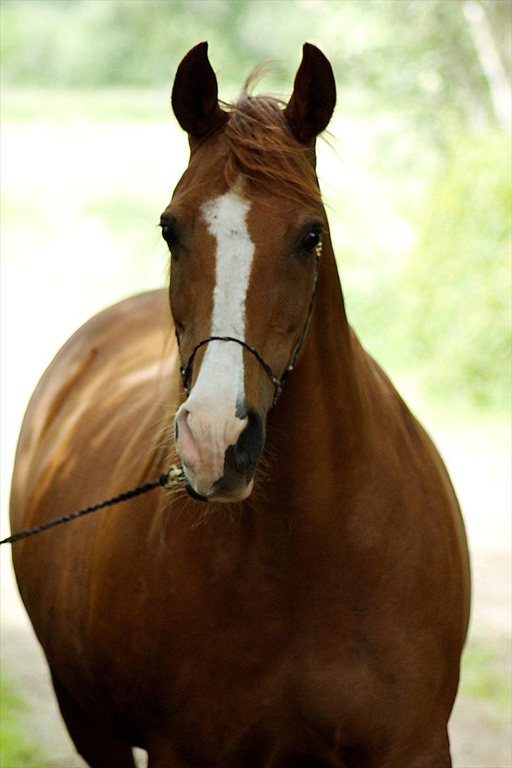 Arabisk fuldblod (OX) Fadligt - RIP 7/2-2011 billede 9