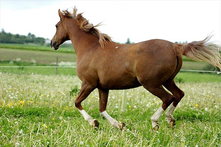 Arabisk fuldblod (OX) Fadligt - RIP 7/2-2011 billede 10