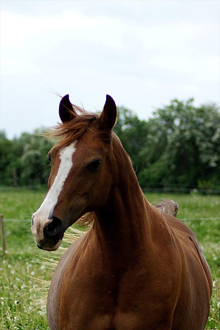 Arabisk fuldblod (OX) Fadligt - RIP 7/2-2011 billede 11