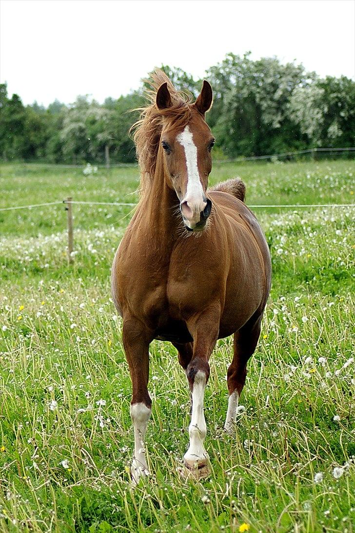 Arabisk fuldblod (OX) Fadligt - RIP 7/2-2011 billede 12