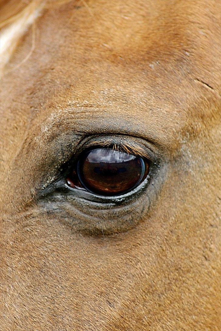 Arabisk fuldblod (OX) Fadligt - RIP 7/2-2011 billede 13