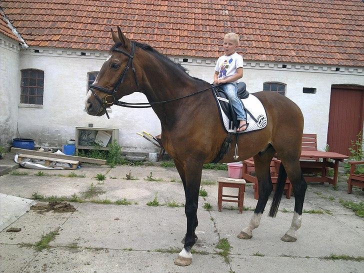 Dansk Varmblod Aducan - Efter 1 ridetur på drengen, skulle Nicklas op og sidde .) billede 17