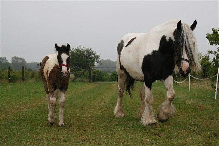 Irish Cob Karen af Høvegård (tidl hest) billede 1