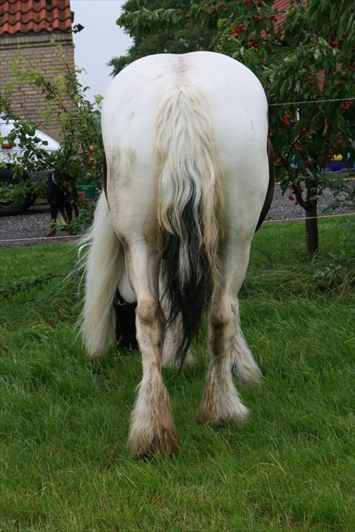 Irish Cob Karen af Høvegård (tidl hest) billede 2