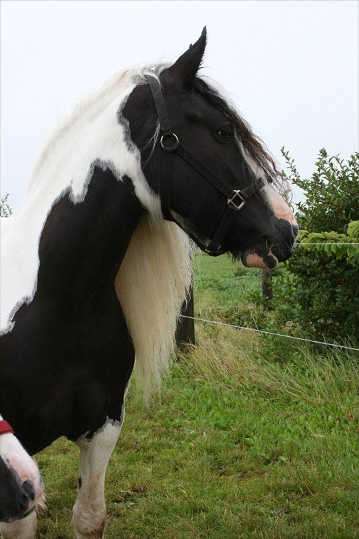 Irish Cob Karen af Høvegård (tidl hest) billede 3