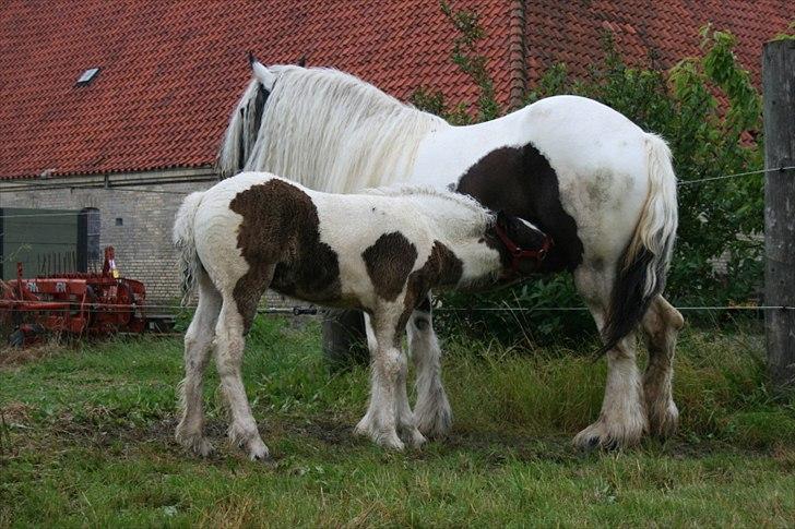 Irish Cob Karen af Høvegård (tidl hest) billede 4