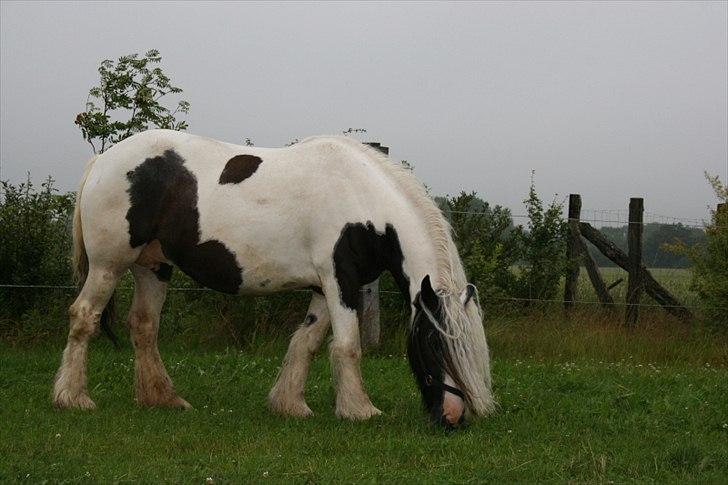 Irish Cob Karen af Høvegård (tidl hest) billede 5