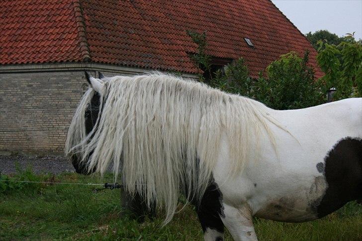 Irish Cob Karen af Høvegård (tidl hest) billede 6
