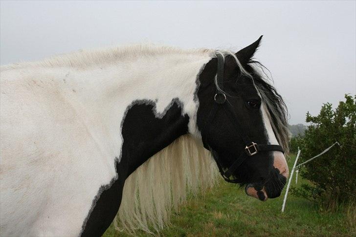 Irish Cob Karen af Høvegård (tidl hest) billede 7