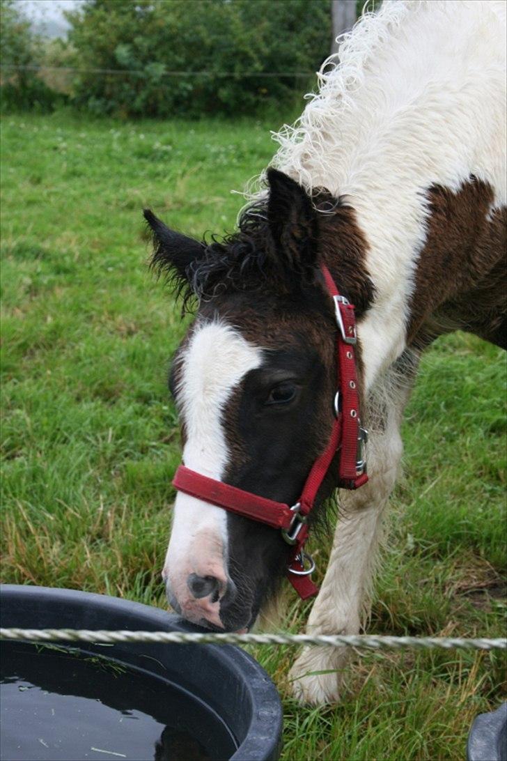 Irish Cob Irish staldens Silken Filippa billede 2