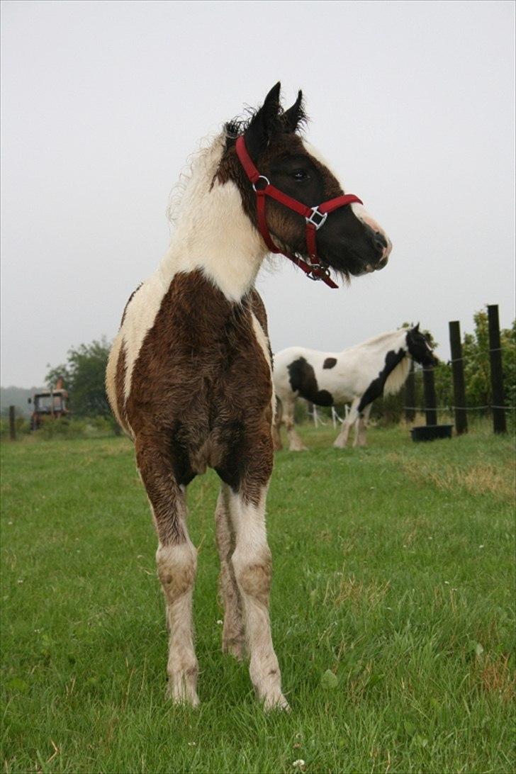 Irish Cob Irish staldens Silken Filippa billede 3