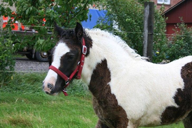 Irish Cob Irish staldens Silken Filippa billede 4