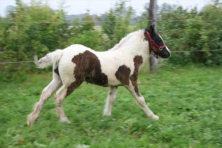 Irish Cob Irish staldens Silken Filippa billede 5