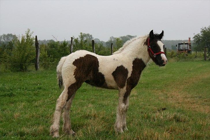 Irish Cob Irish staldens Silken Filippa billede 7