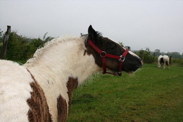 Irish Cob Irish staldens Silken Filippa billede 9