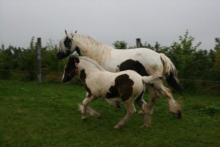 Irish Cob Irish staldens Silken Filippa billede 10