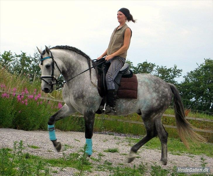 Lusitano Bizarro Da Cerca *bisse* - Trav på den smukke dreng : ) billede 10