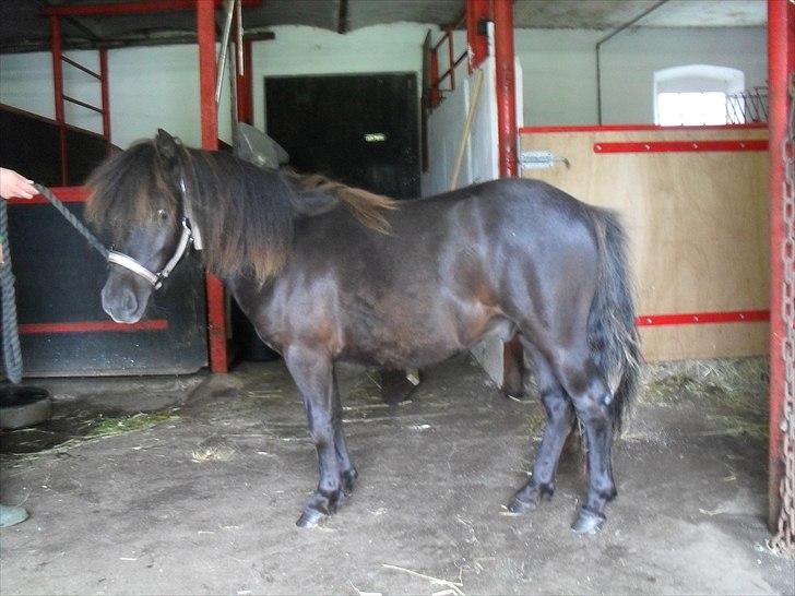 Shetlænder Thorshøjs Veto  - Veto 1 år. billede 4