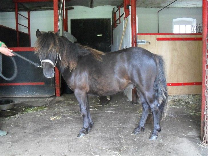 Shetlænder Thorshøjs Veto  - Veto 1 år. billede 3