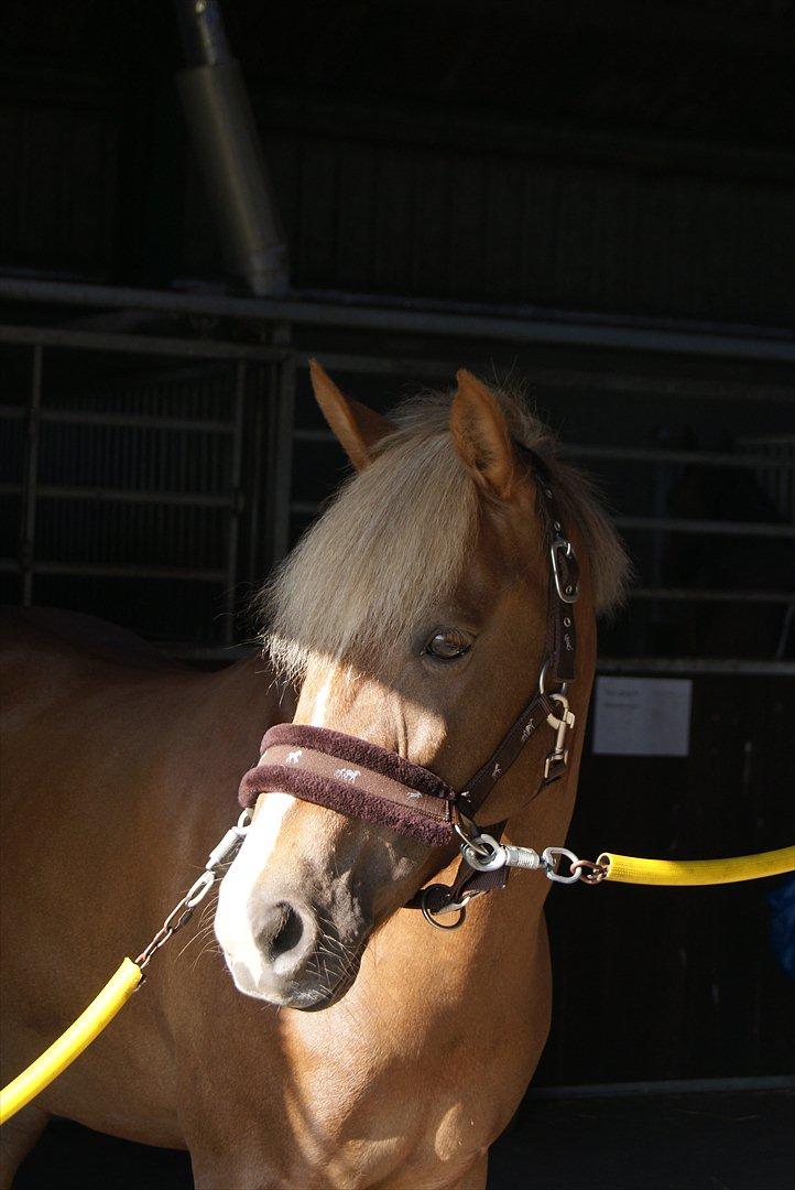 Anden særlig race Kira - 2x klubmester (solgt) billede 11