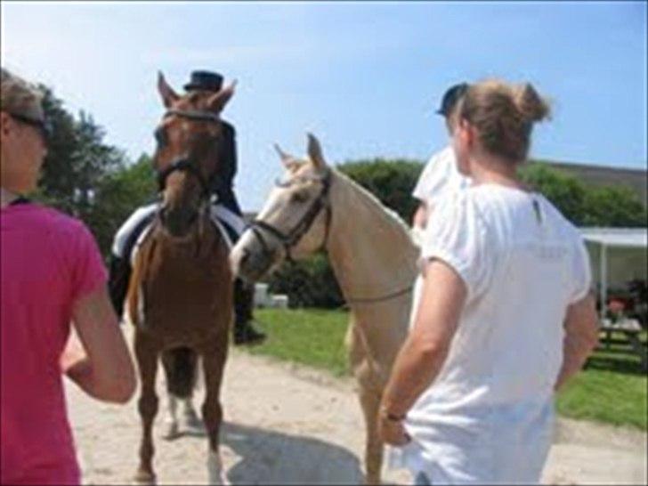 Tysk Sportspony Lolita A-pony* - Velkommen til gule's profil:3 billede 1