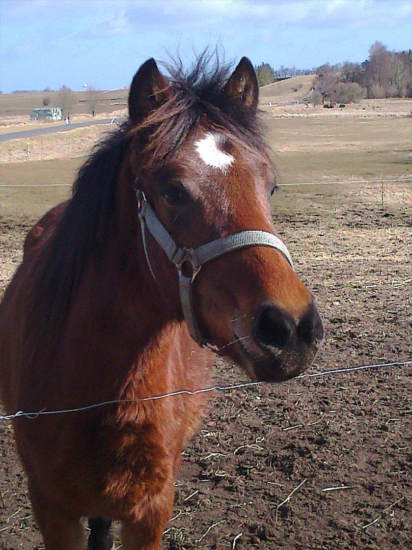 Anden særlig race Borriz <3 R.I.P. - Vindpust i lokken :-) billede 7