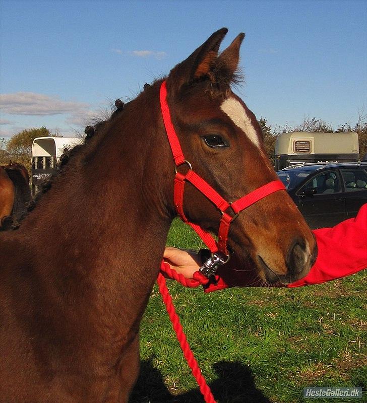 Dansk Varmblod Ganzthorn's Starlight Lux - Starlight der var med Rachel til hoppe kåring:') Hun er så fiin:'D
Med rosenknupper;D  billede 6