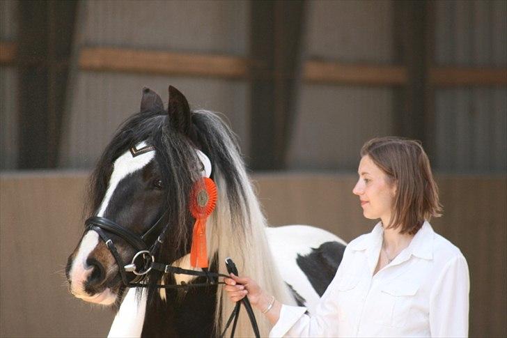 Irish Cob Troelsegårdens Aurora - Kåring 2011. Aurora fik en fin 1. præmie og blev oprangeret som nr. 2. billede 19