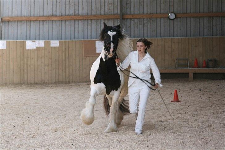Irish Cob Troelsegårdens Aurora billede 20