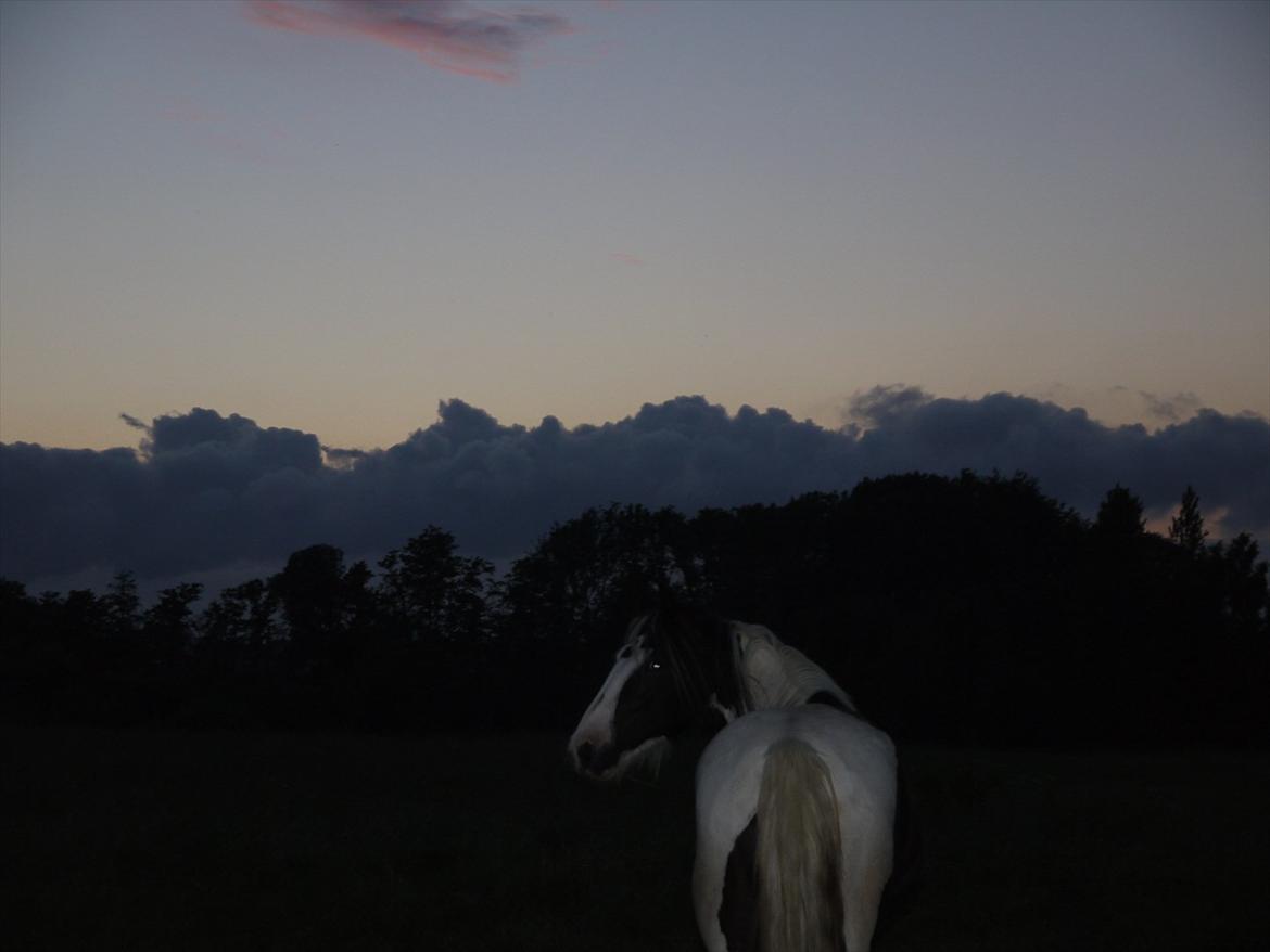 Irish Cob Chiva billede 7
